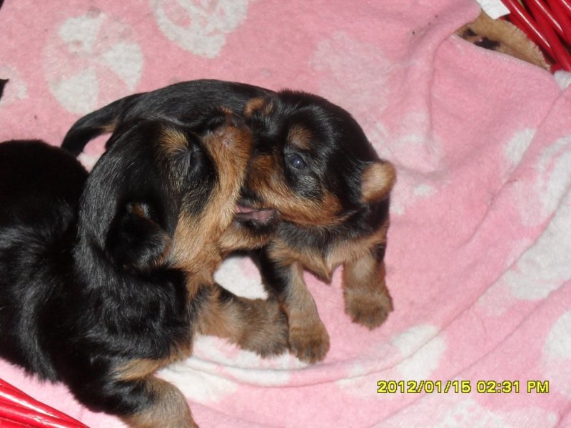 szczeniaczki-rasa silki.